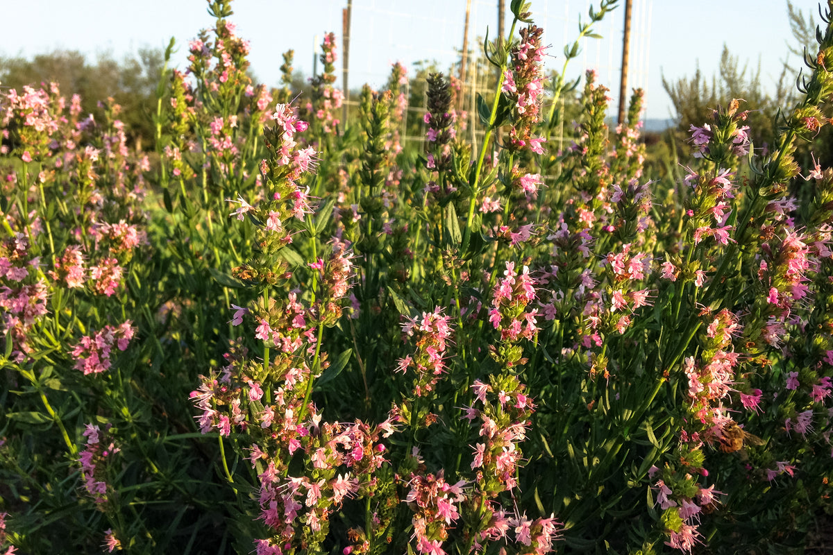 Hyssop Seed Collection - Three Packets
