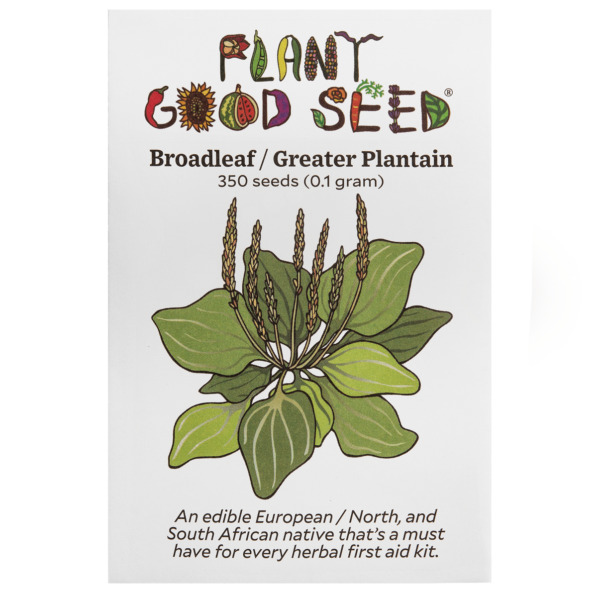 Broadleaf / Greater Plantain