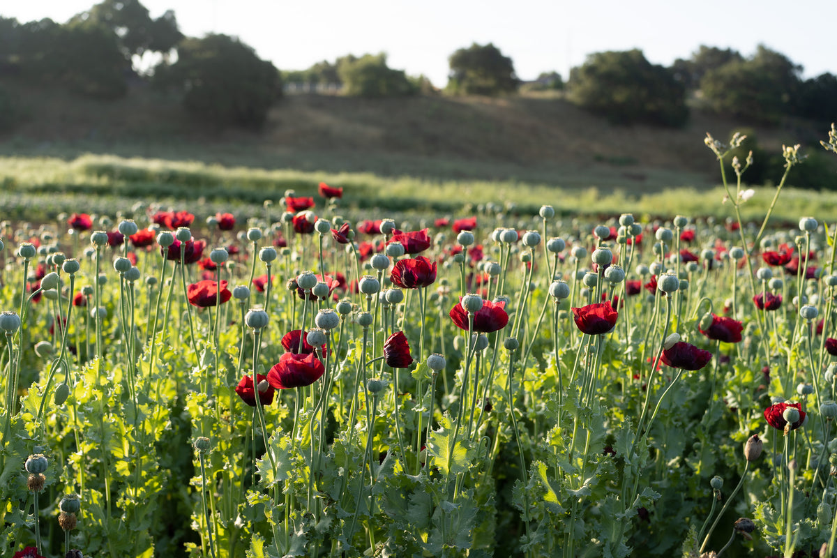 Cherry Glow Poppy