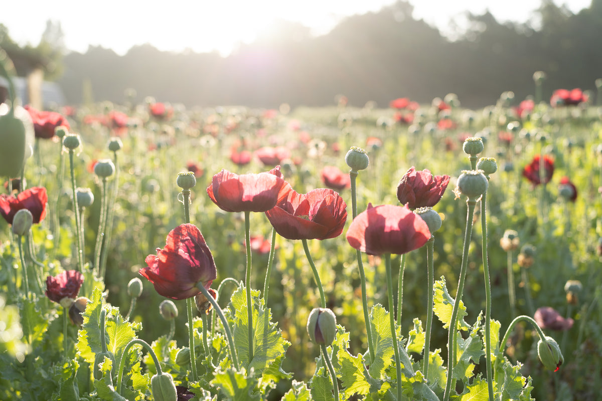 Cherry Glow Poppy