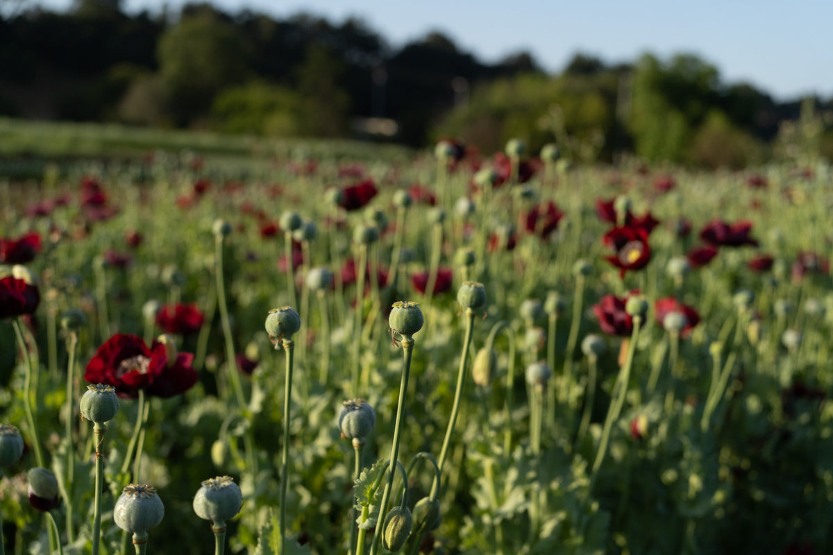 Cherry Glow Poppy