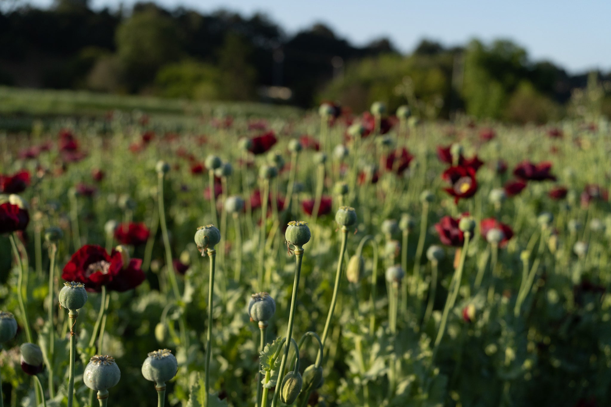 poppy seed flower field Cherry Glow Poppy Packet: 250 Seeds (0.1 gram), OG
