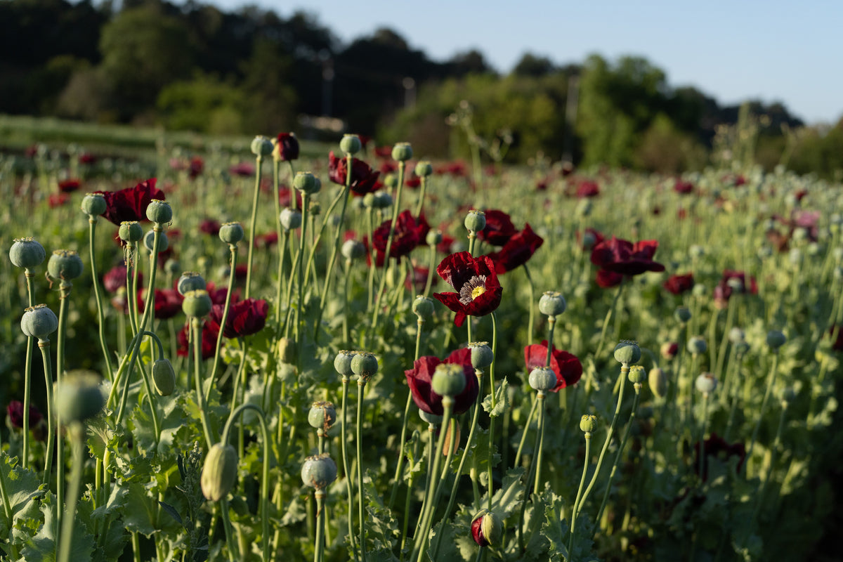 Cherry Glow Poppy