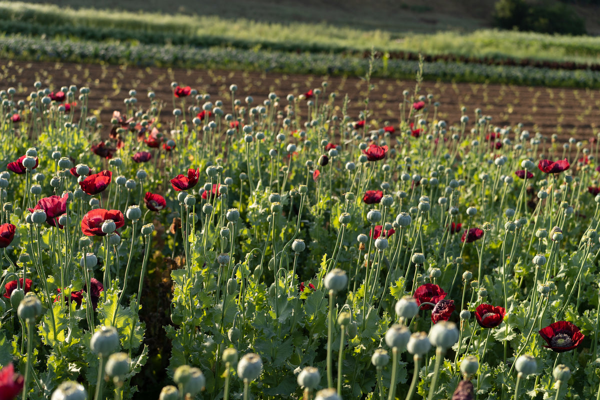 Cherry Glow Poppy