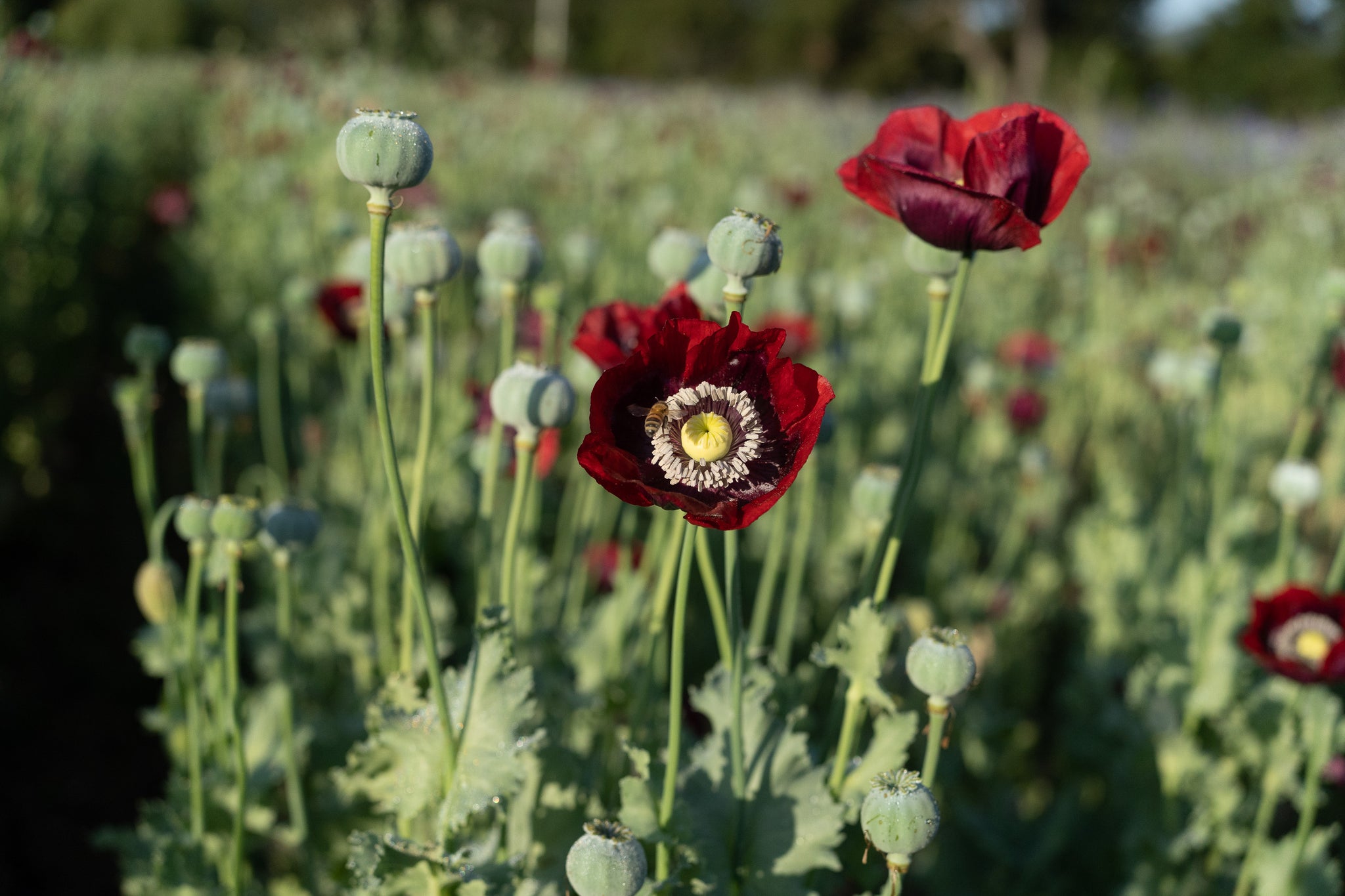 poppy seed flower field Cherry Glow Poppy Packet: 250 Seeds (0.1 gram), OG