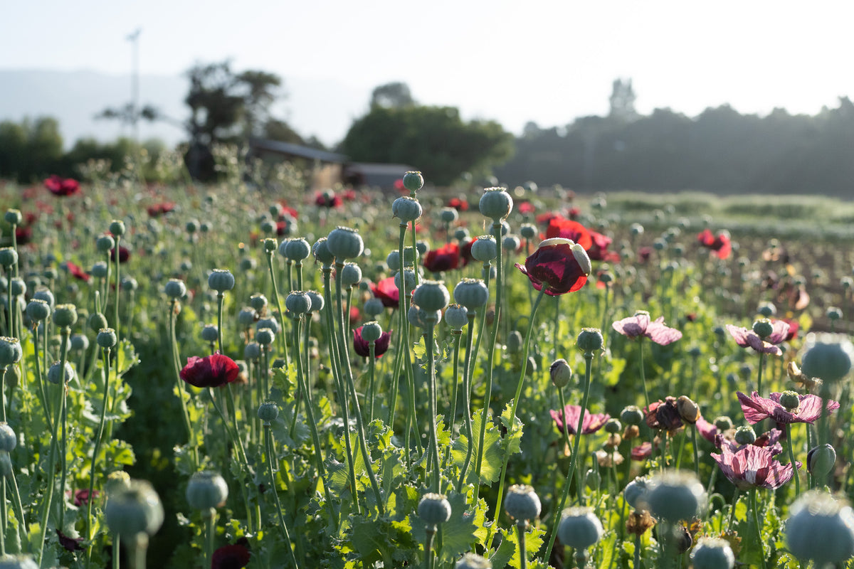 Cherry Glow Poppy