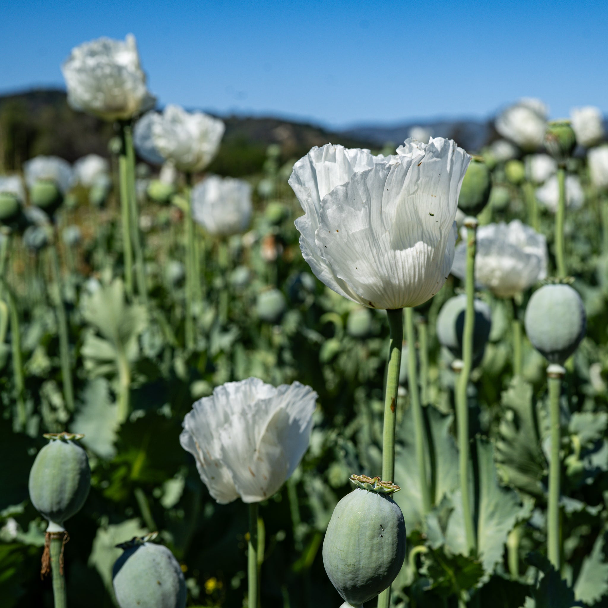 poppy seed from flower Poppy Seed Collection - Seven Packets