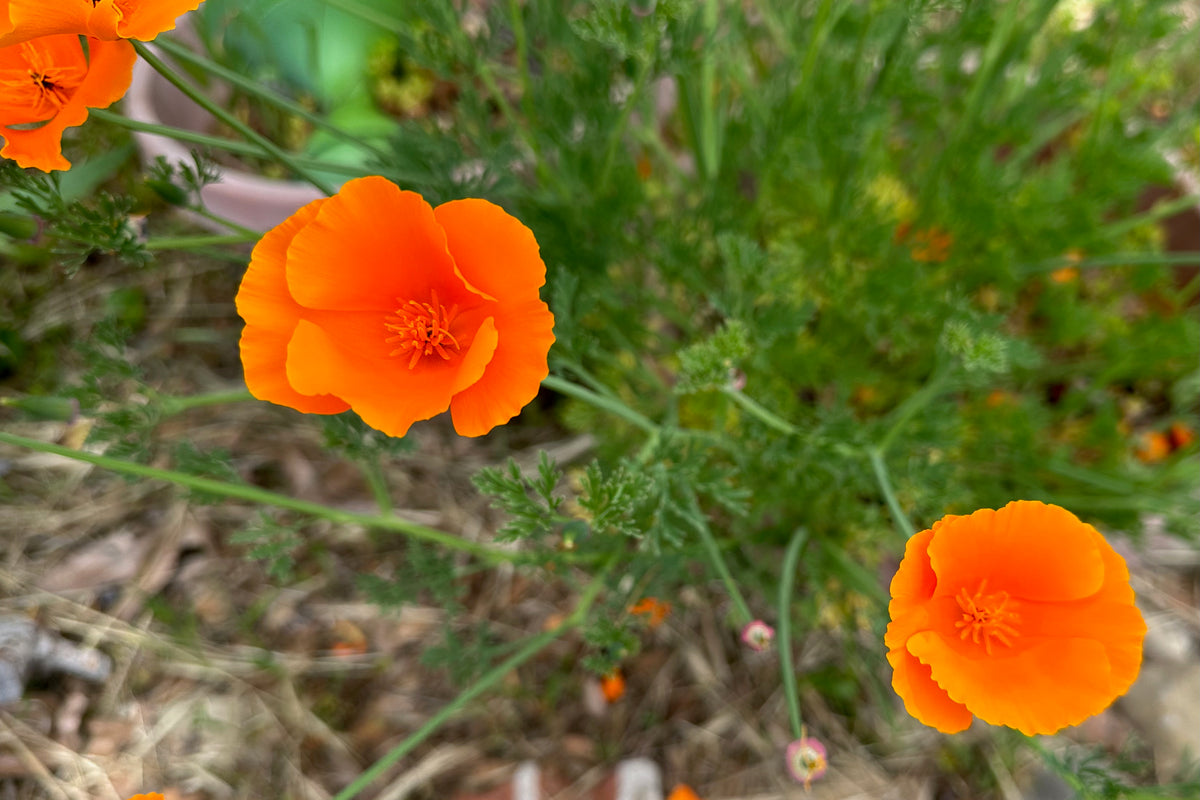 California Poppy ariel shot