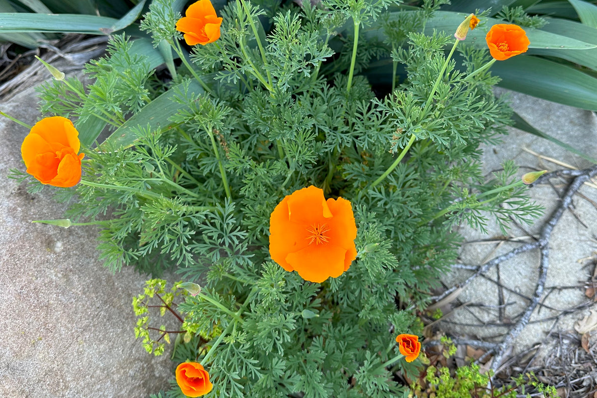California Poppy arial shot with rocks