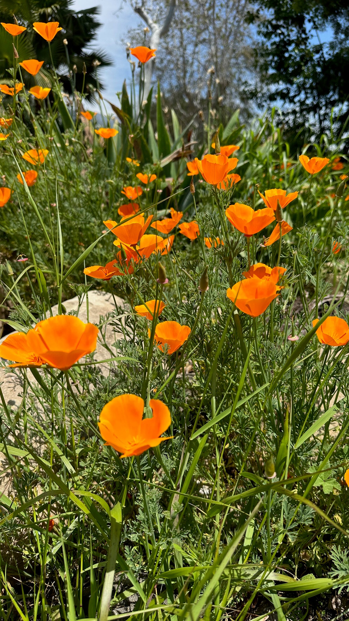 Lots of California Poppies in bloom in their native habitat