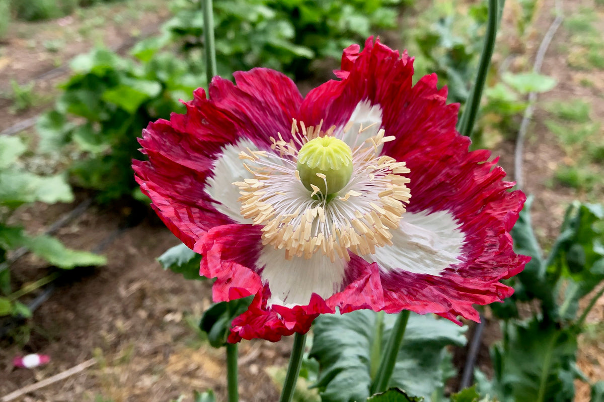 Danish Flag Poppy In Bloom widescreen