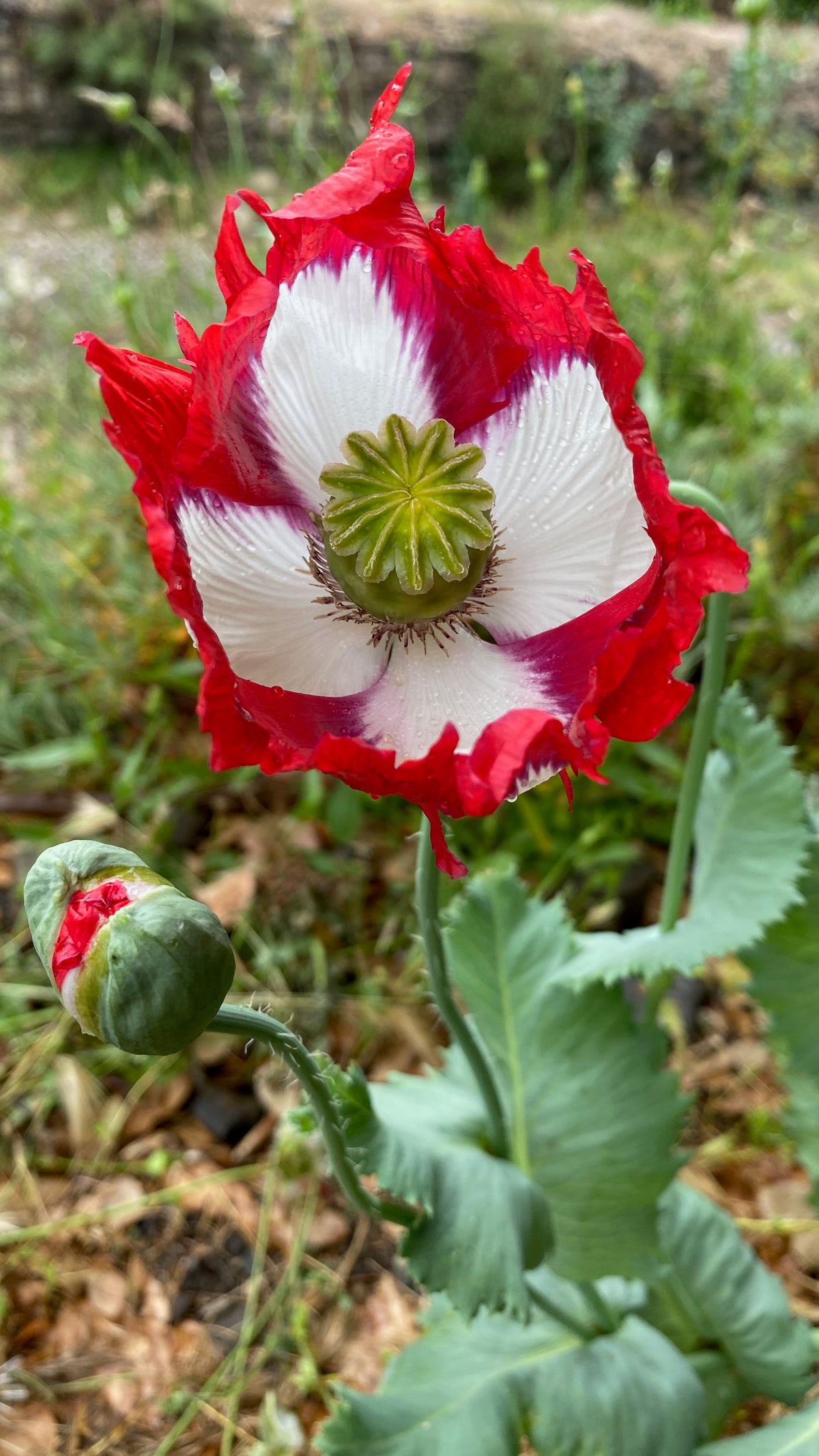 Danish Flag Poppy in Blossom Vertical Aspect Beautiful White Red Flower