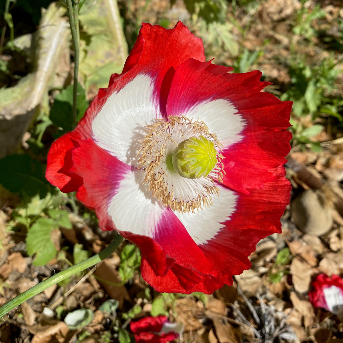 Danish Flag Poppy in Blossom