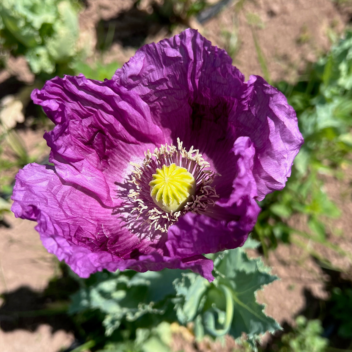 Hungarian Breadseed Poppy