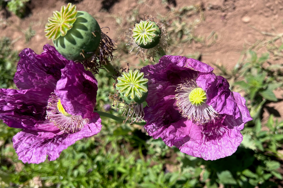 Hungarian Breadseed Poppy