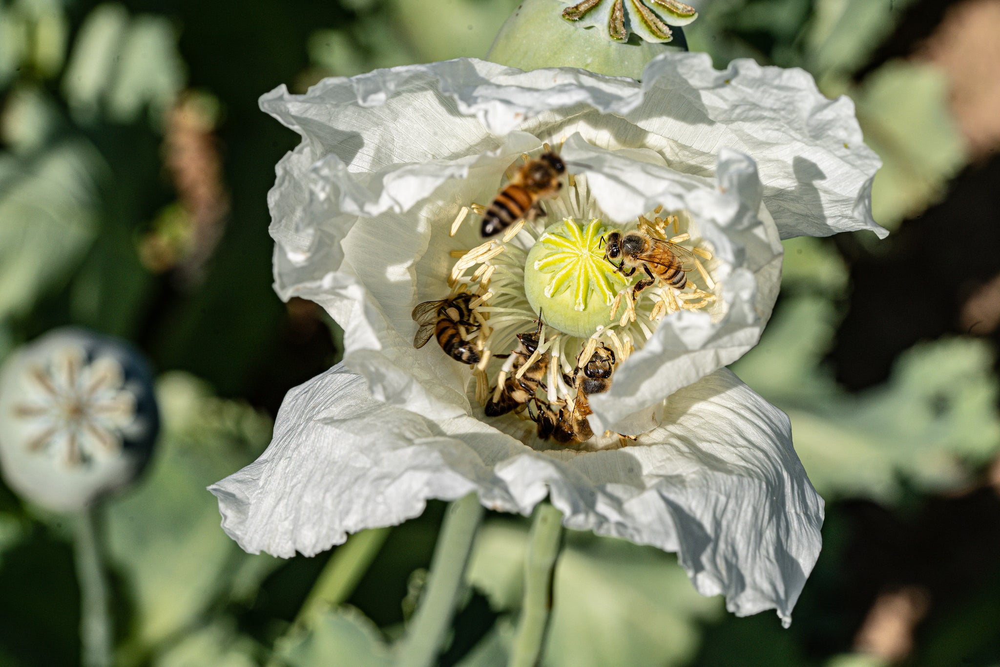 Poppy Whyte White Poppy Seeds Flower