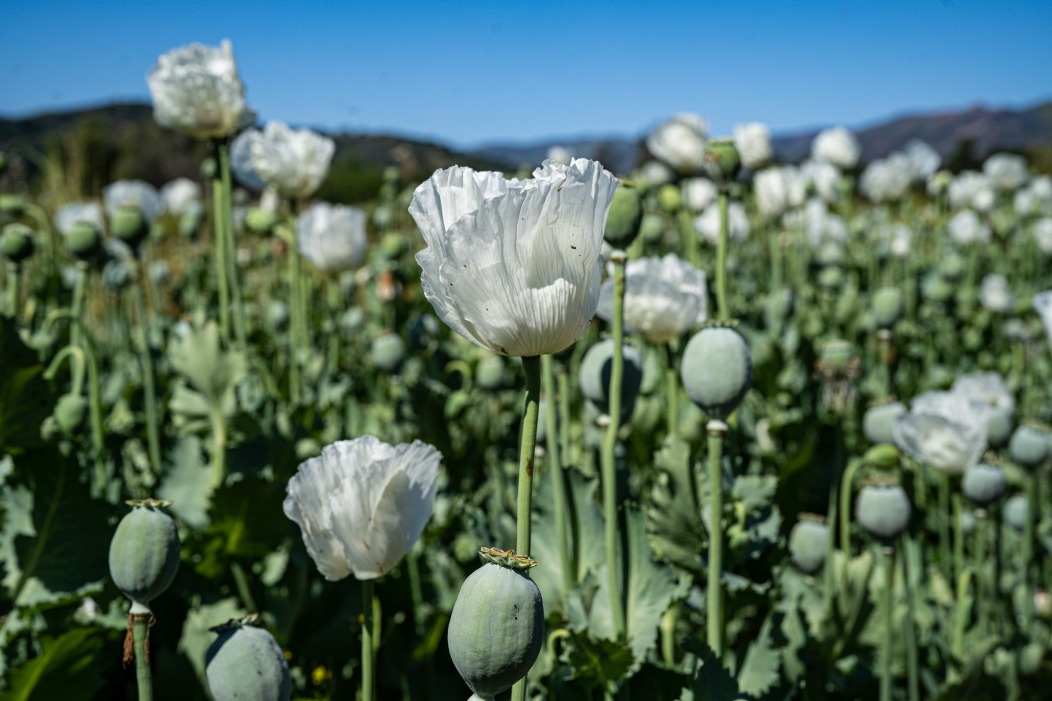 poppy seeds plant images Peshawar Poppy Seeds