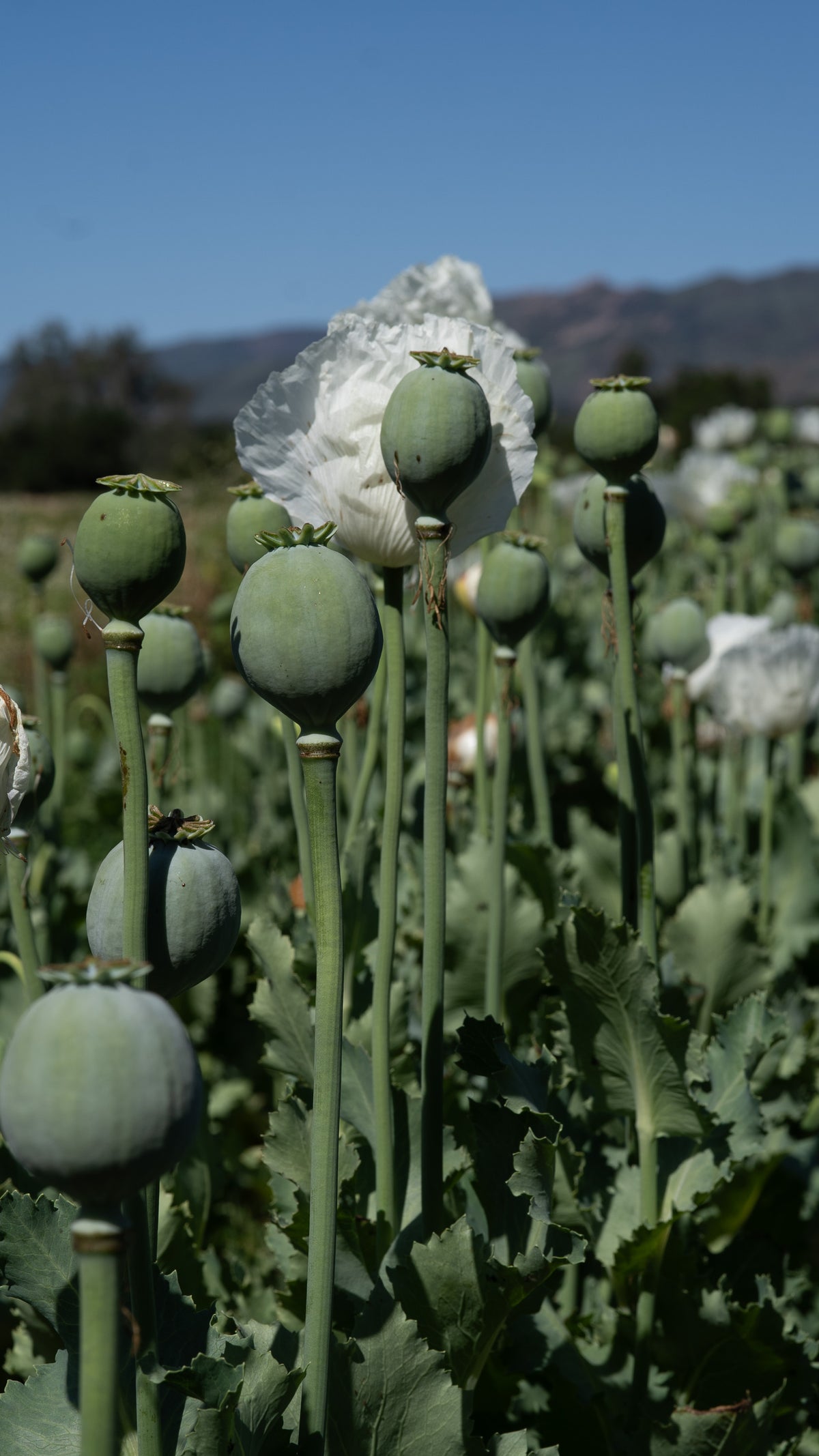 Peshawar Poppy