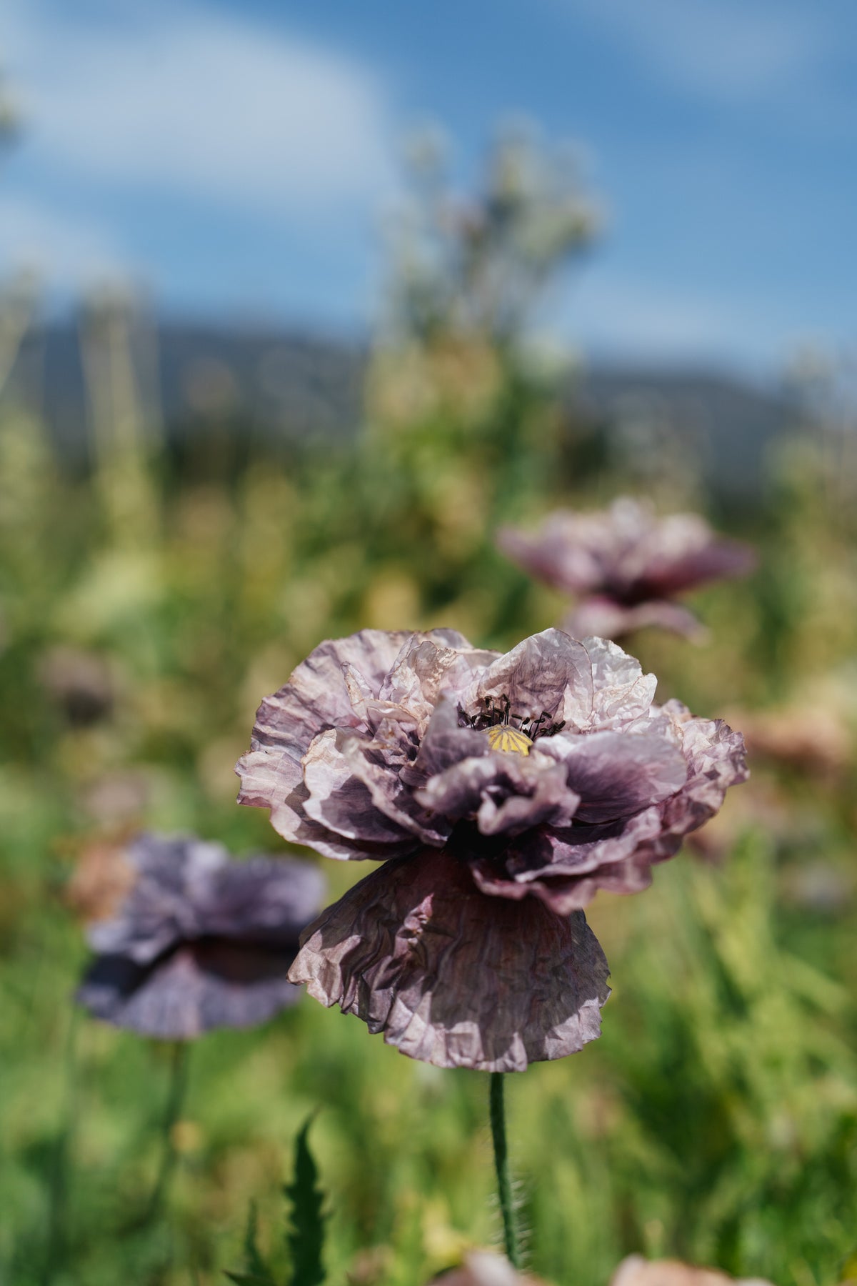 Shades of Amazing Grey Poppy
