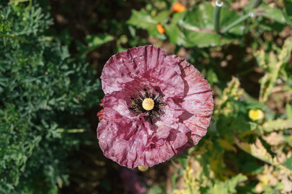 Shades of Amazing Grey Poppy