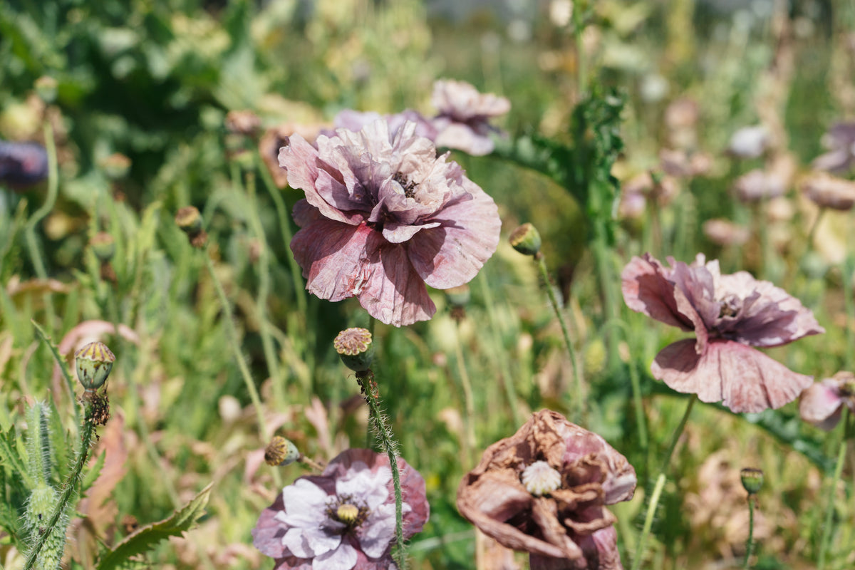 Shades of Amazing Grey Poppy