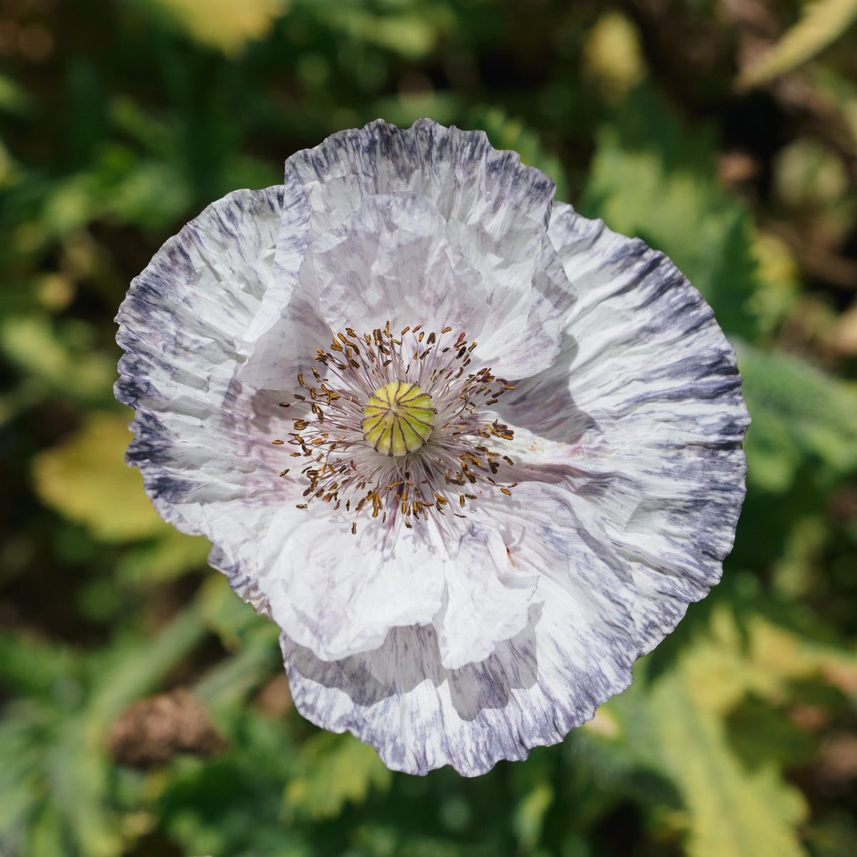 Shades of Amazing Grey Poppy