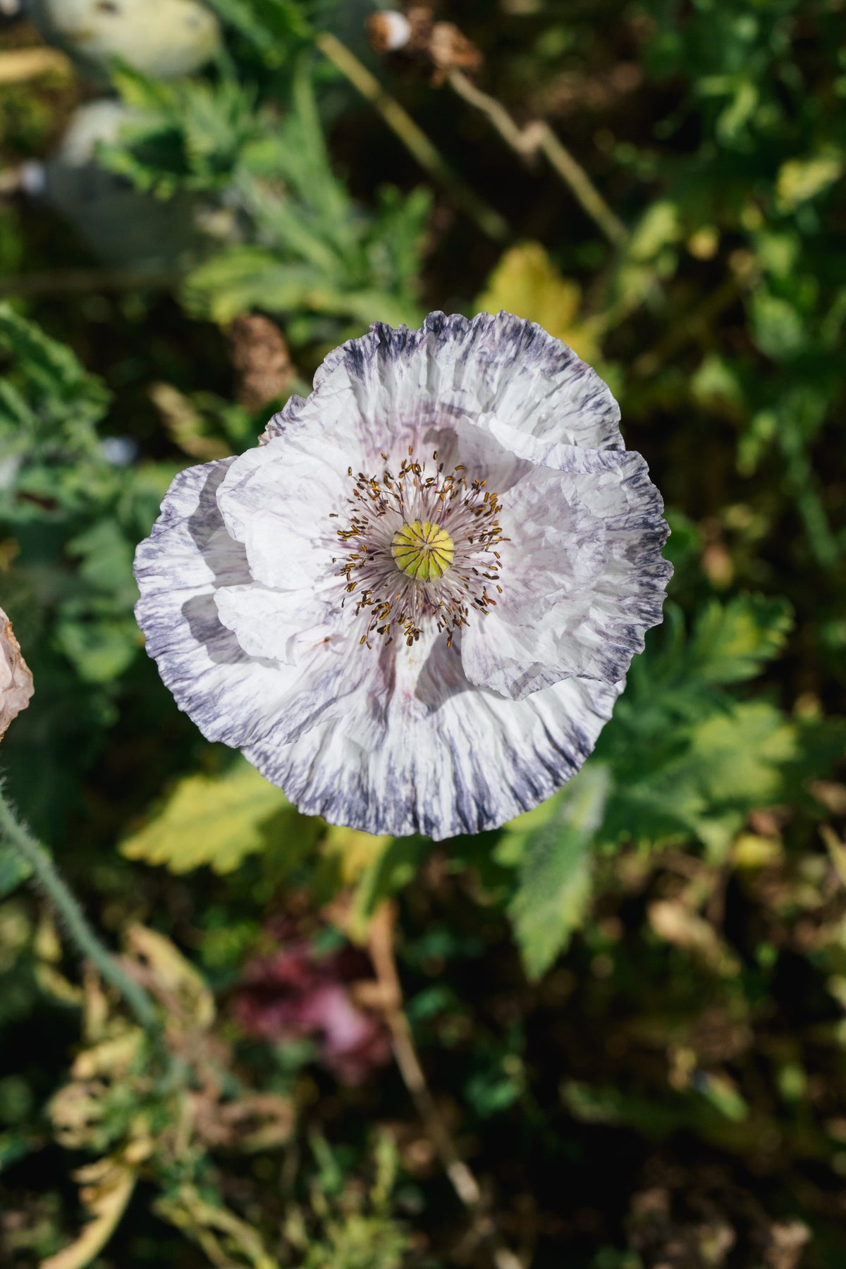 Shades of Amazing Grey Poppy