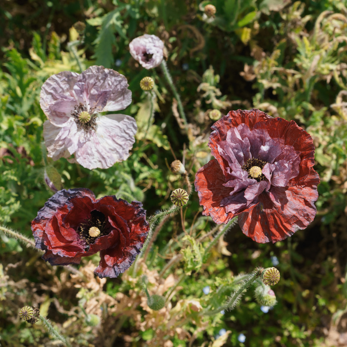 Shades of Amazing Grey Poppy