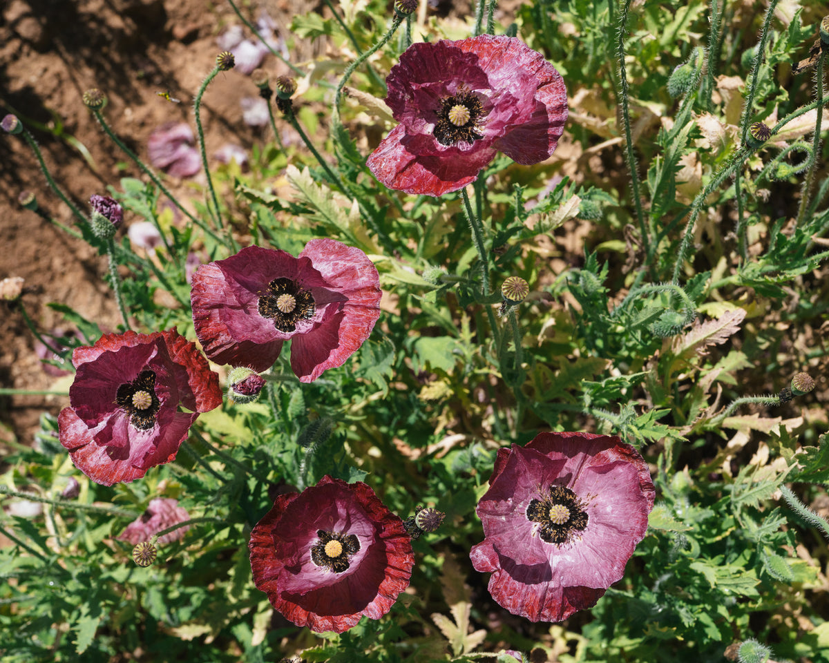 Shades of Amazing Grey Poppy