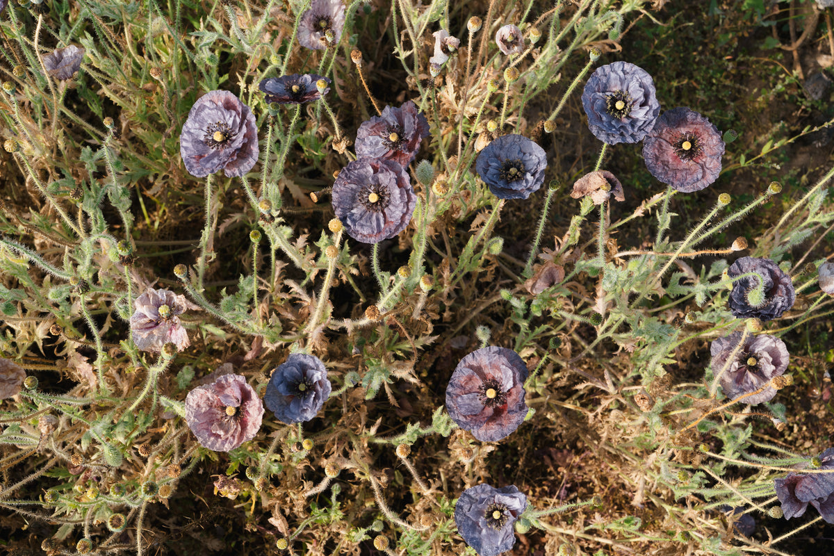 Shades of Amazing Grey Poppy