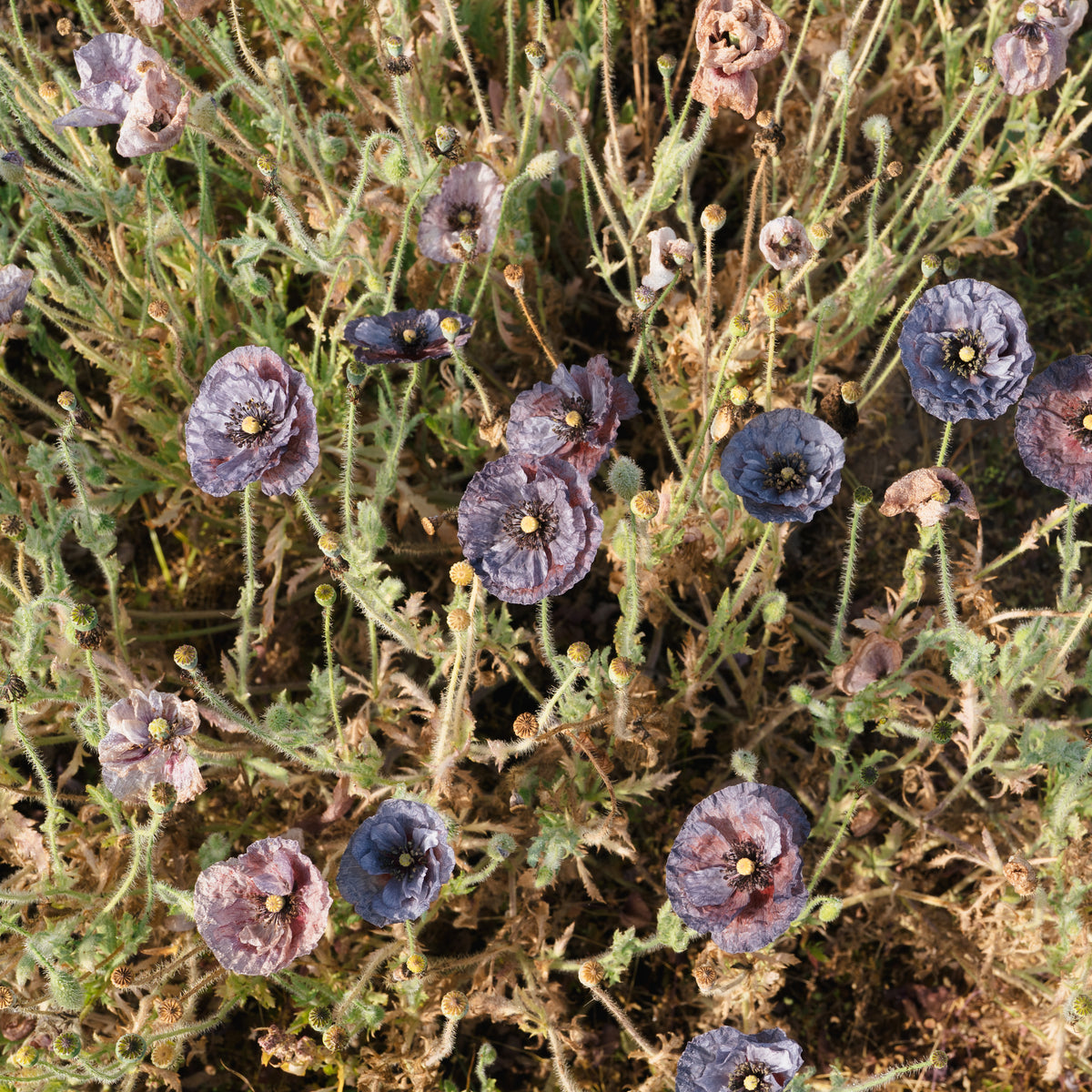 Shades of Amazing Grey Poppy