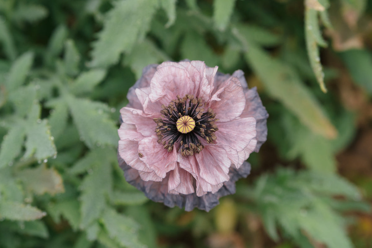 Shades of Amazing Grey Poppy