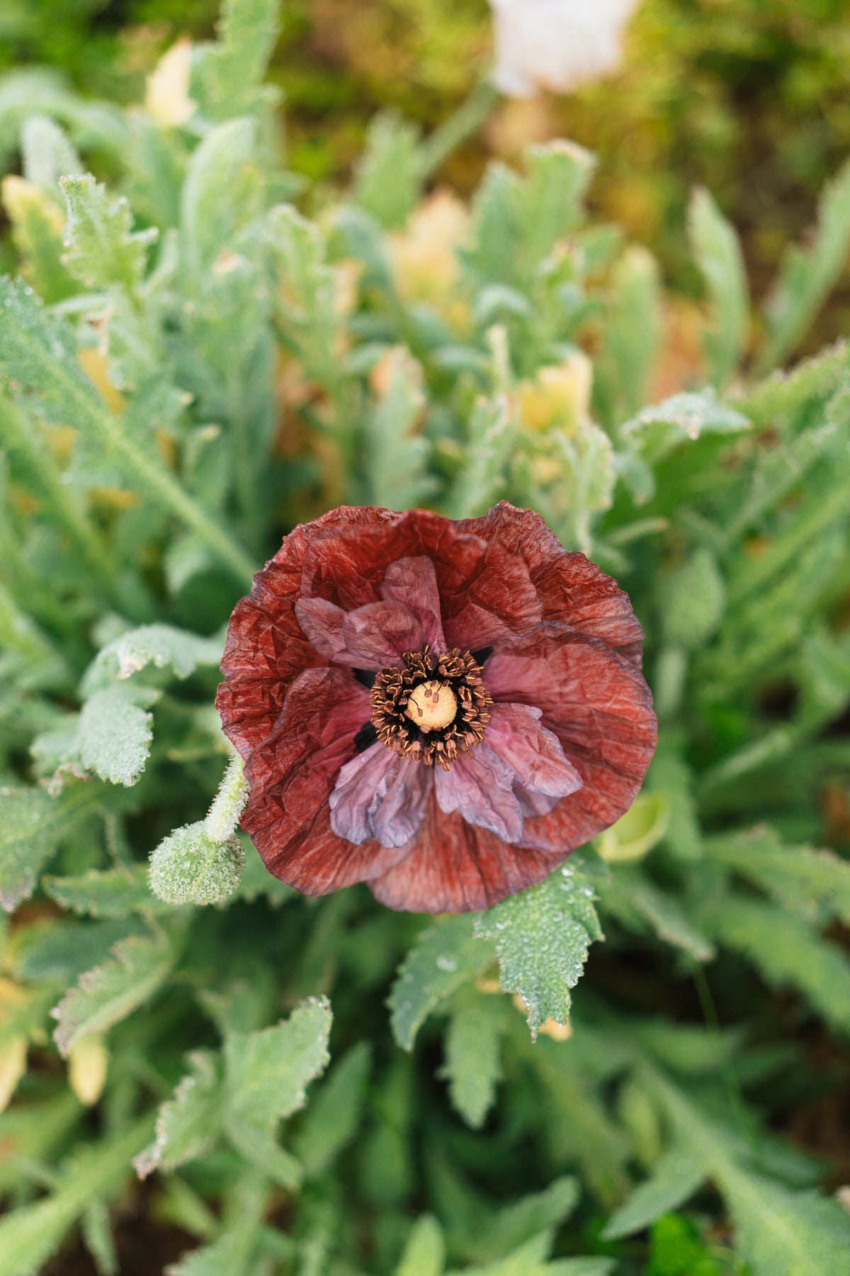 Shades of Amazing Grey Poppy