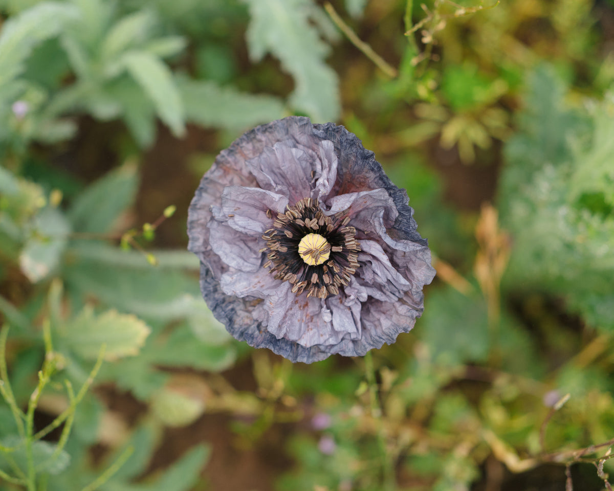 Shades of Amazing Grey Poppy