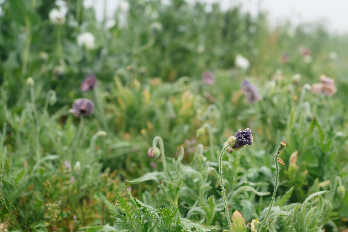 Shades of Amazing Grey Poppy