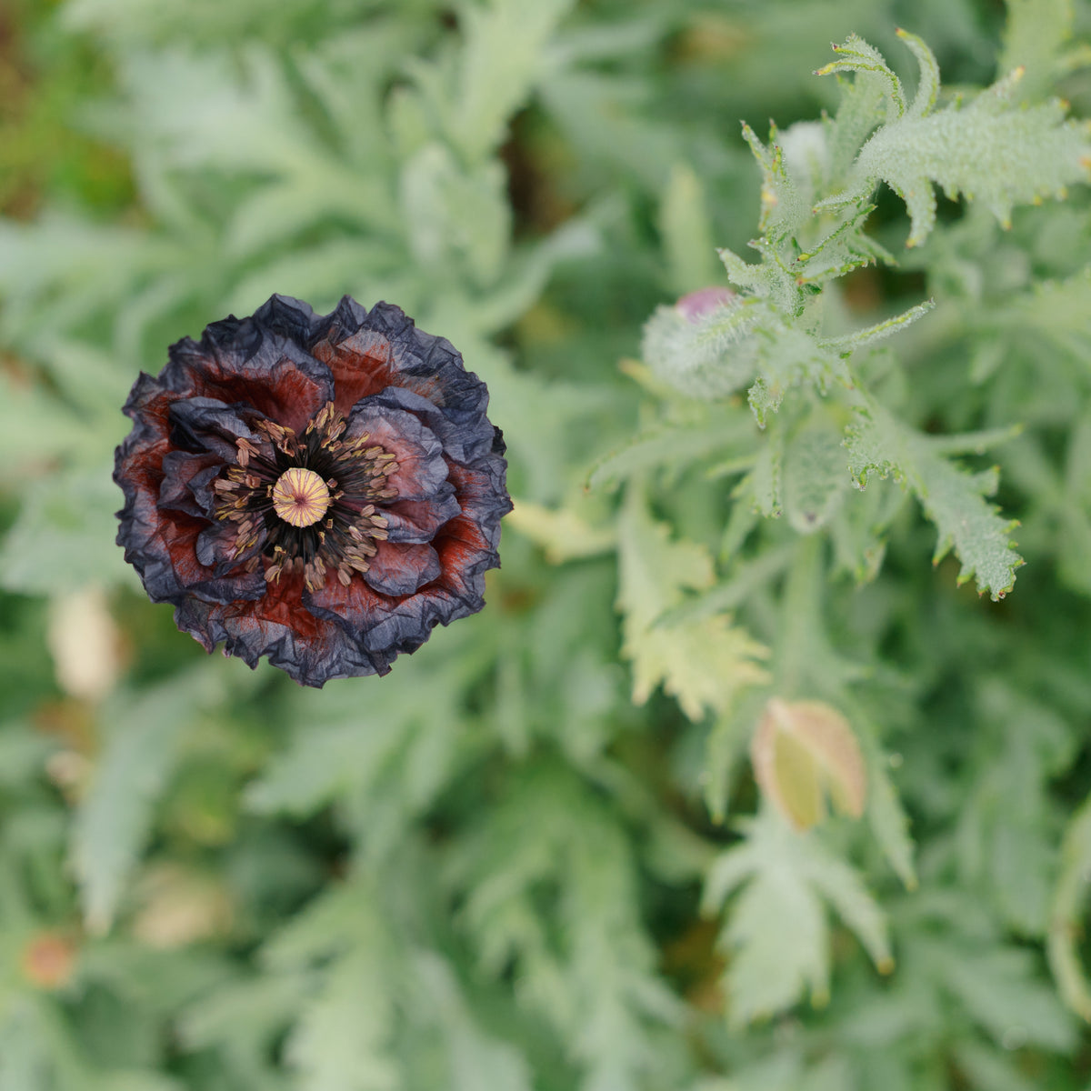 Shades of Amazing Grey Poppy