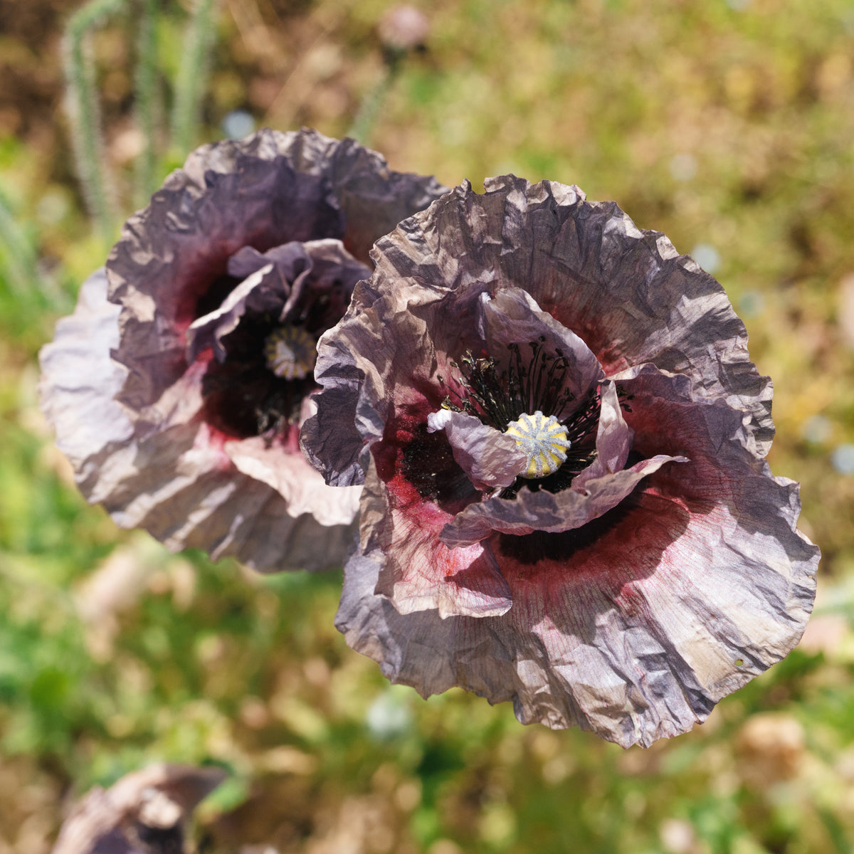Shades of Amazing Grey Poppy
