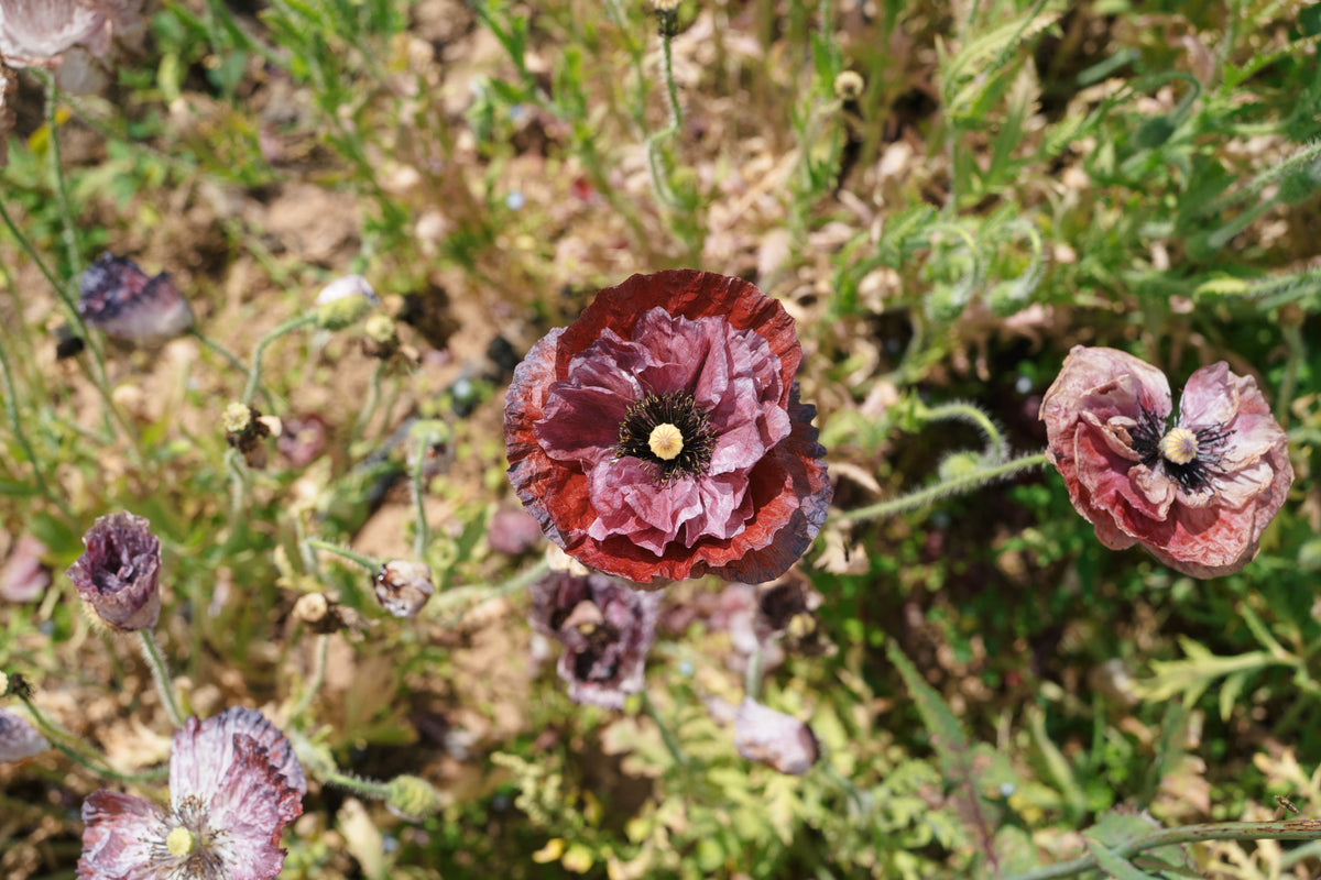 Shades of Amazing Grey Poppy