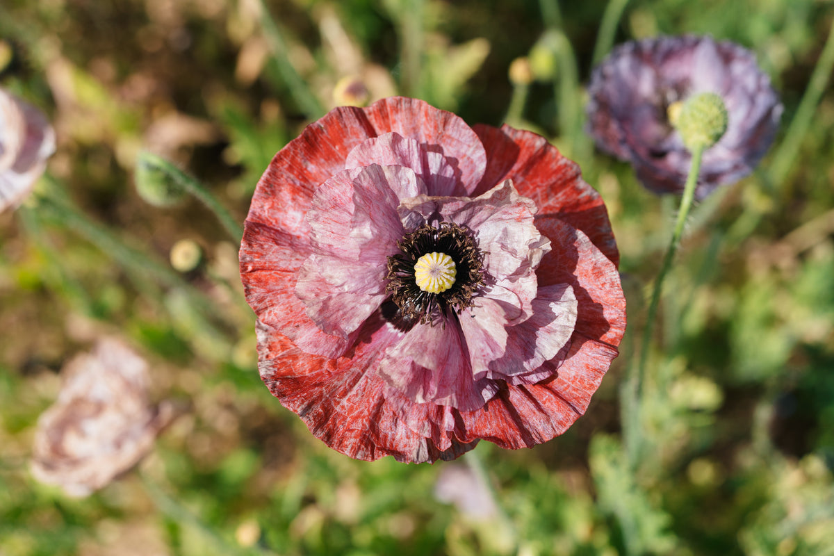 Shades of Amazing Grey Poppy