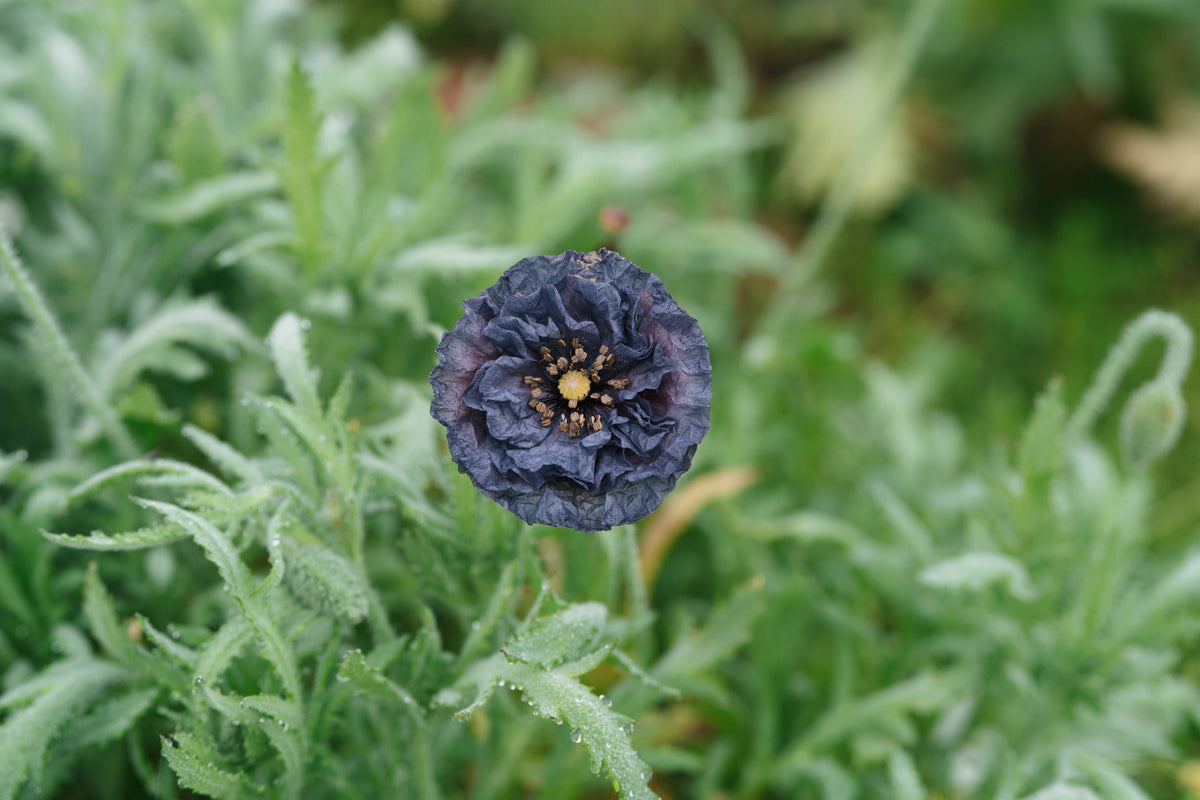 Shades of Amazing Grey Poppy