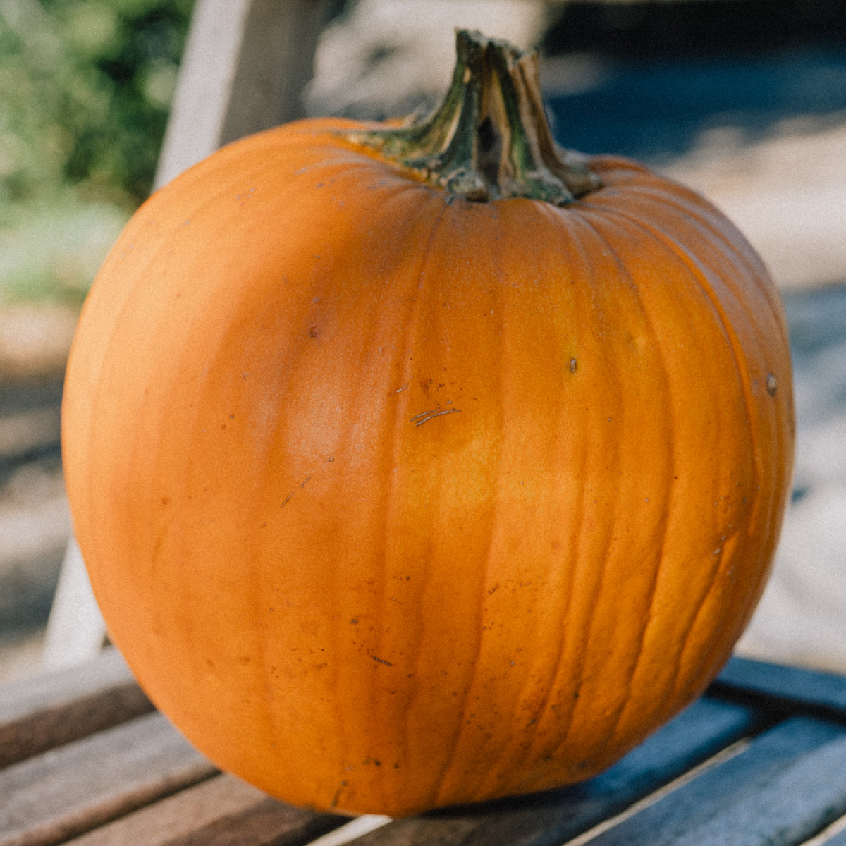 New England Pie Pumpkin
