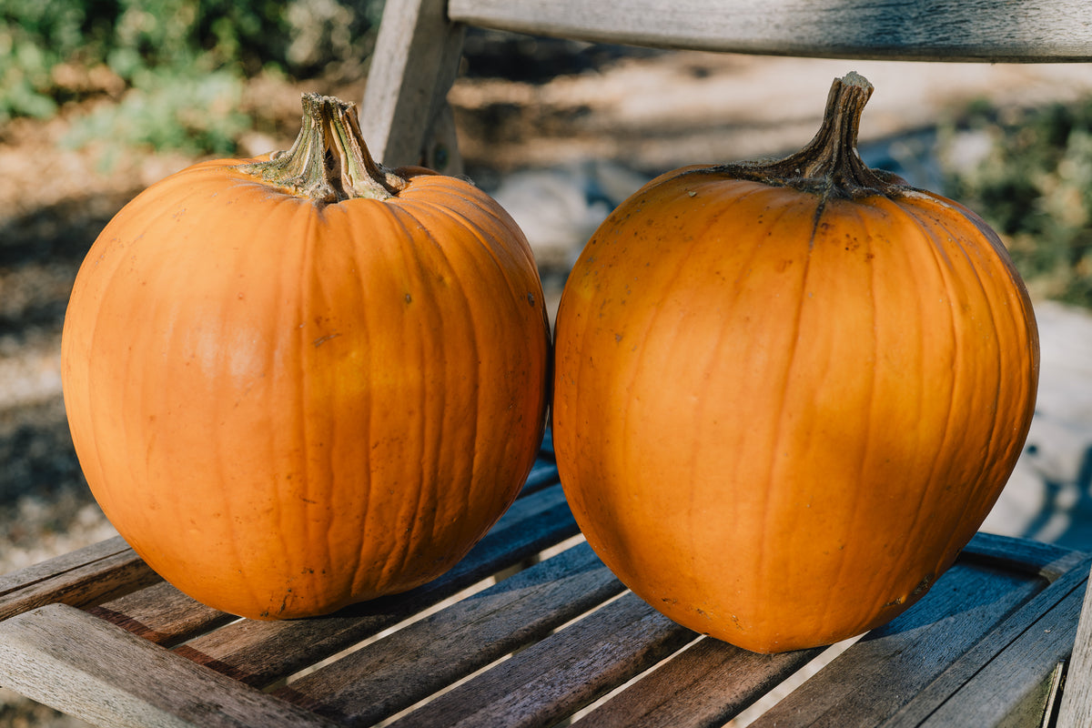 New England Pie Pumpkin