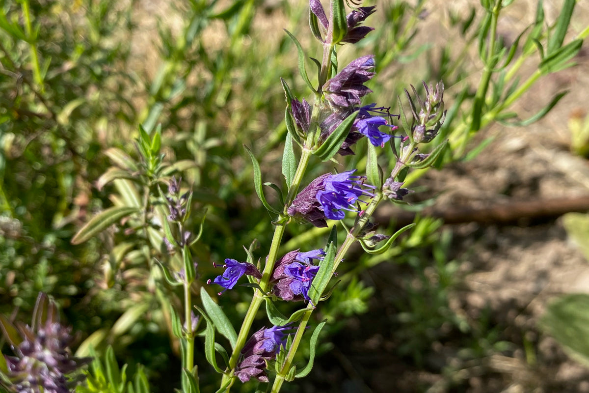 Purple Flowered Hyssop