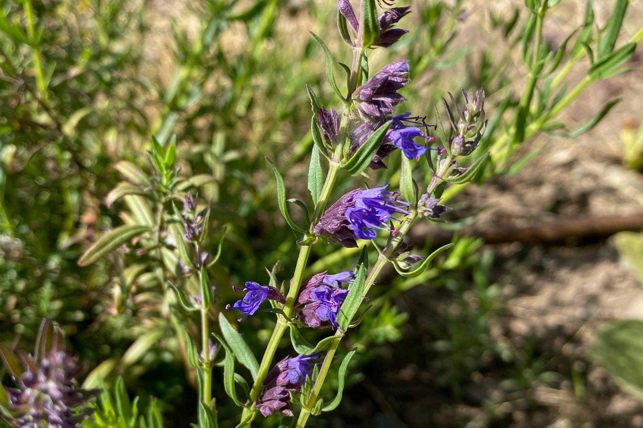 Purple Flowered Hyssop Seeds