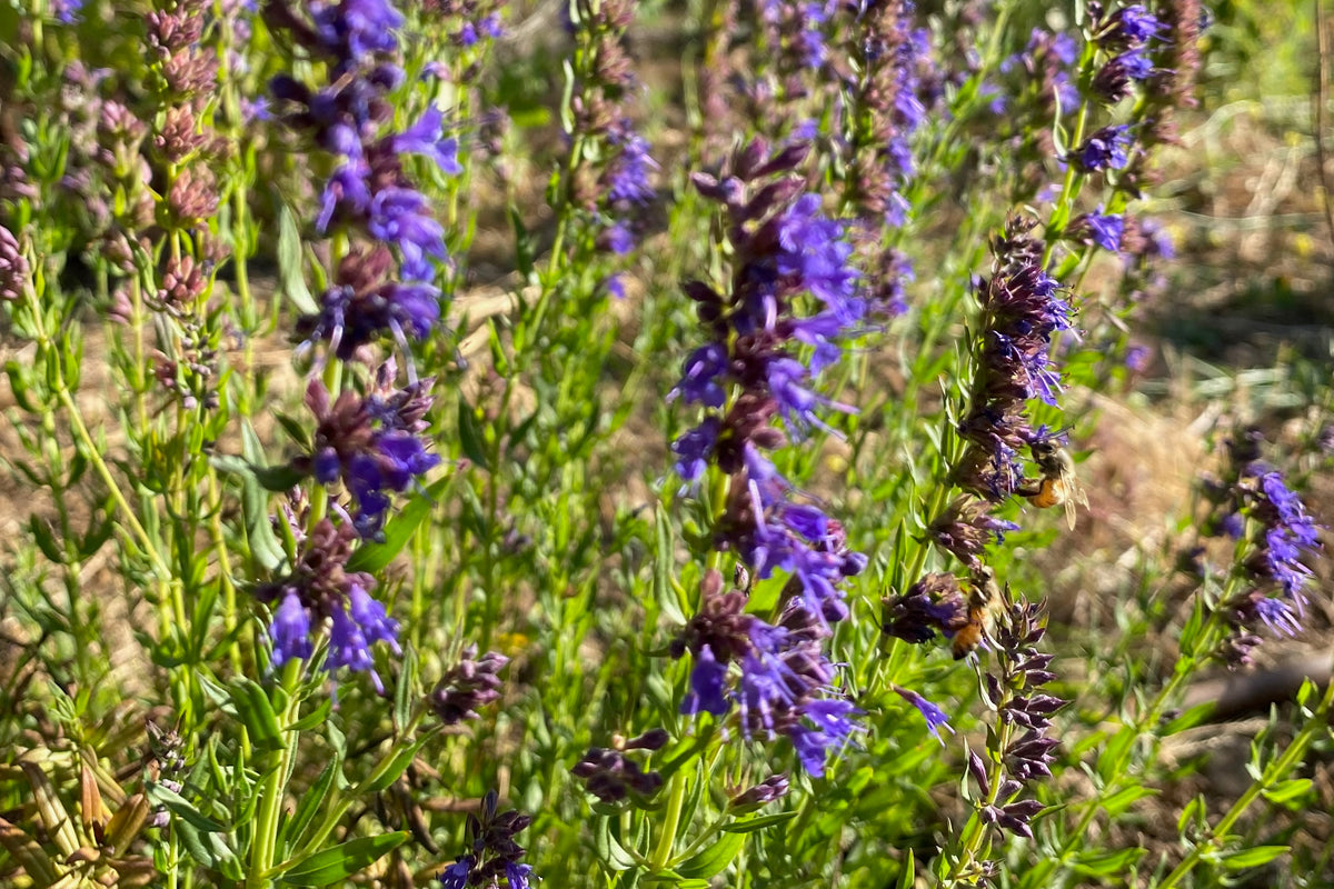 Purple Flowered Hyssop