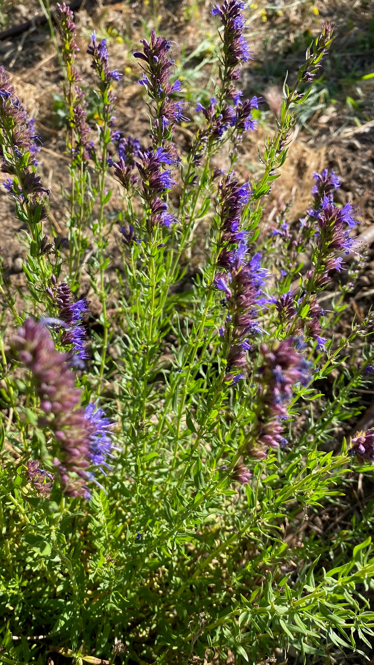 Purple Flowered Hyssop