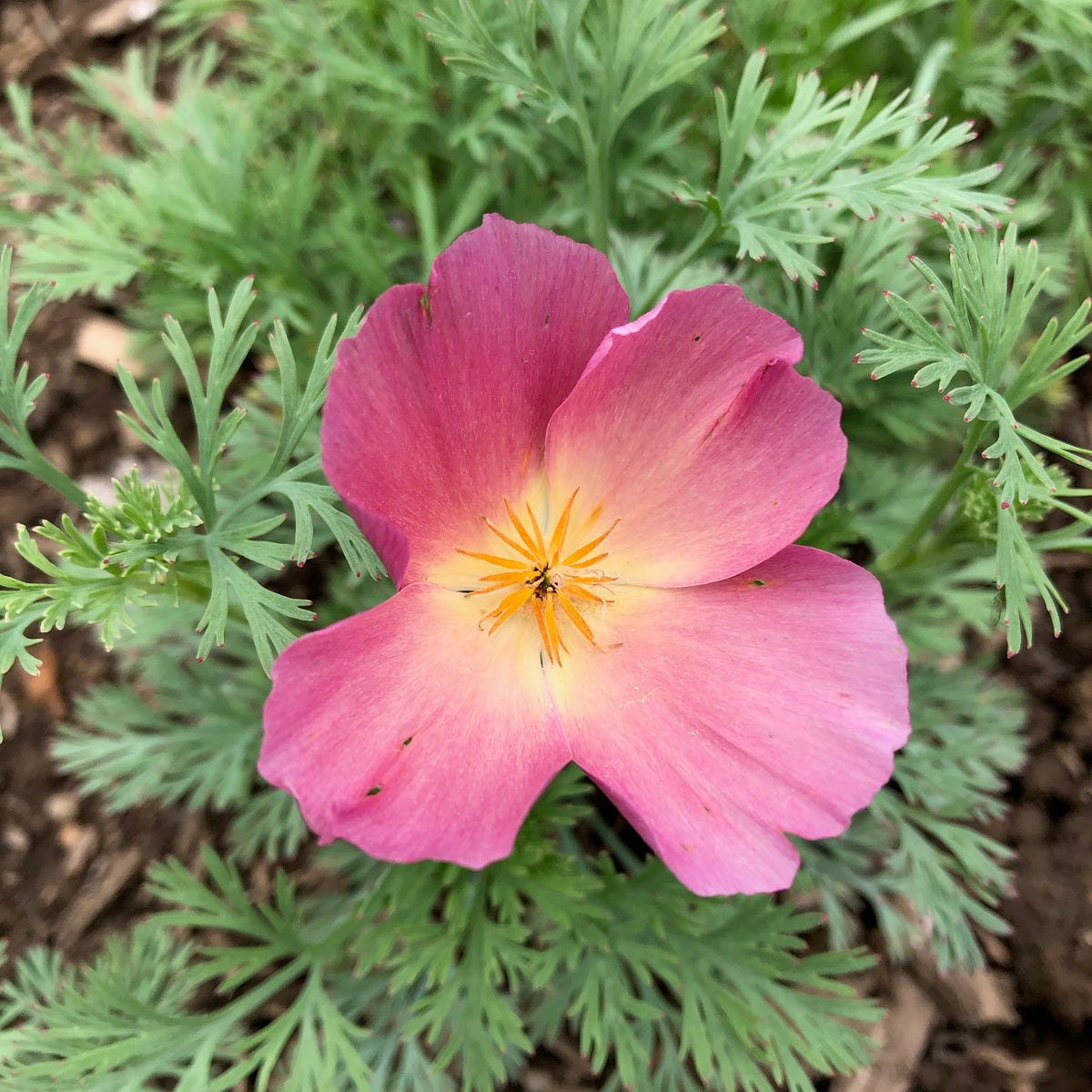 Purple Gleam California Poppy