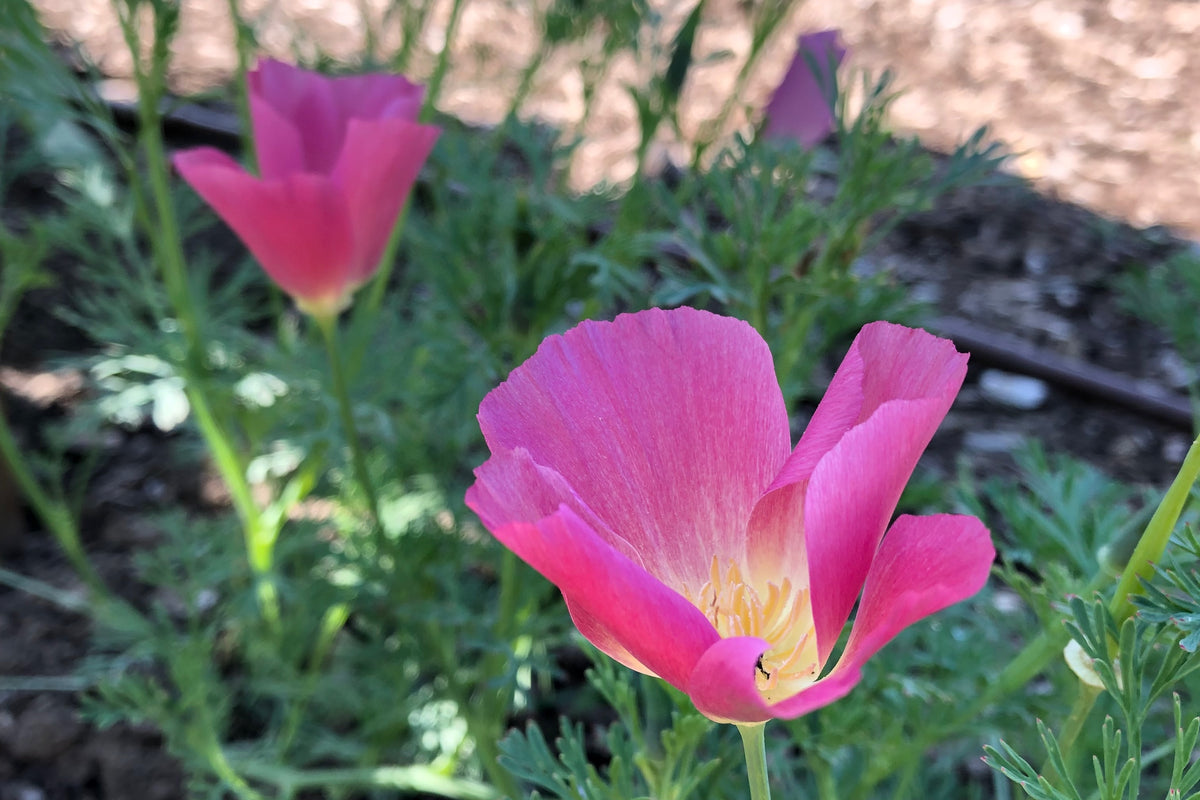 Purple Gleam California Poppy