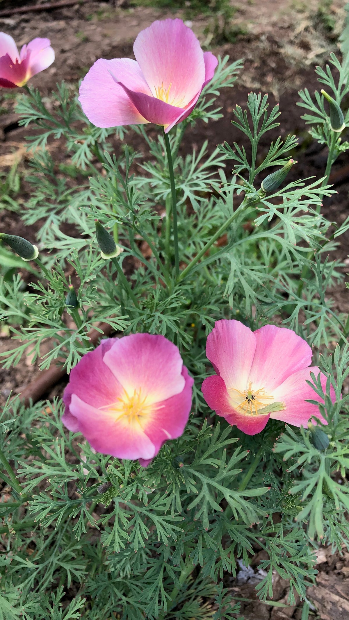 Purple Gleam California Poppy