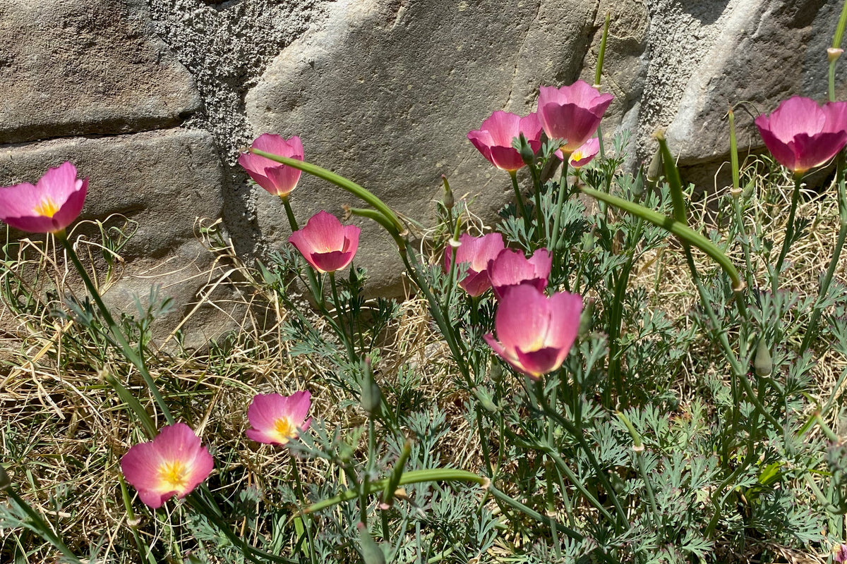 Purple Gleam California Poppy